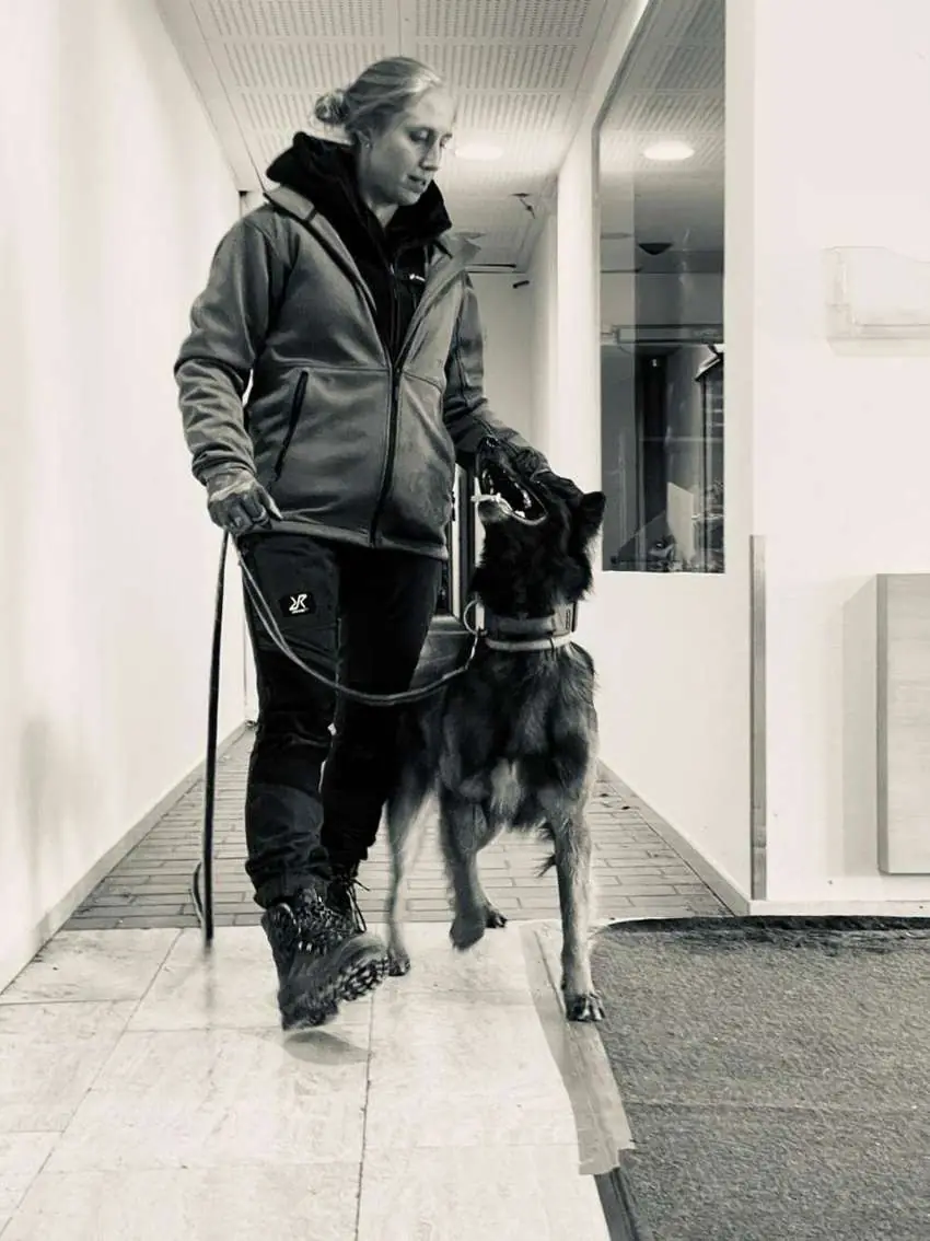 Janina bei der Spürhundarbeit in einem Gebäude