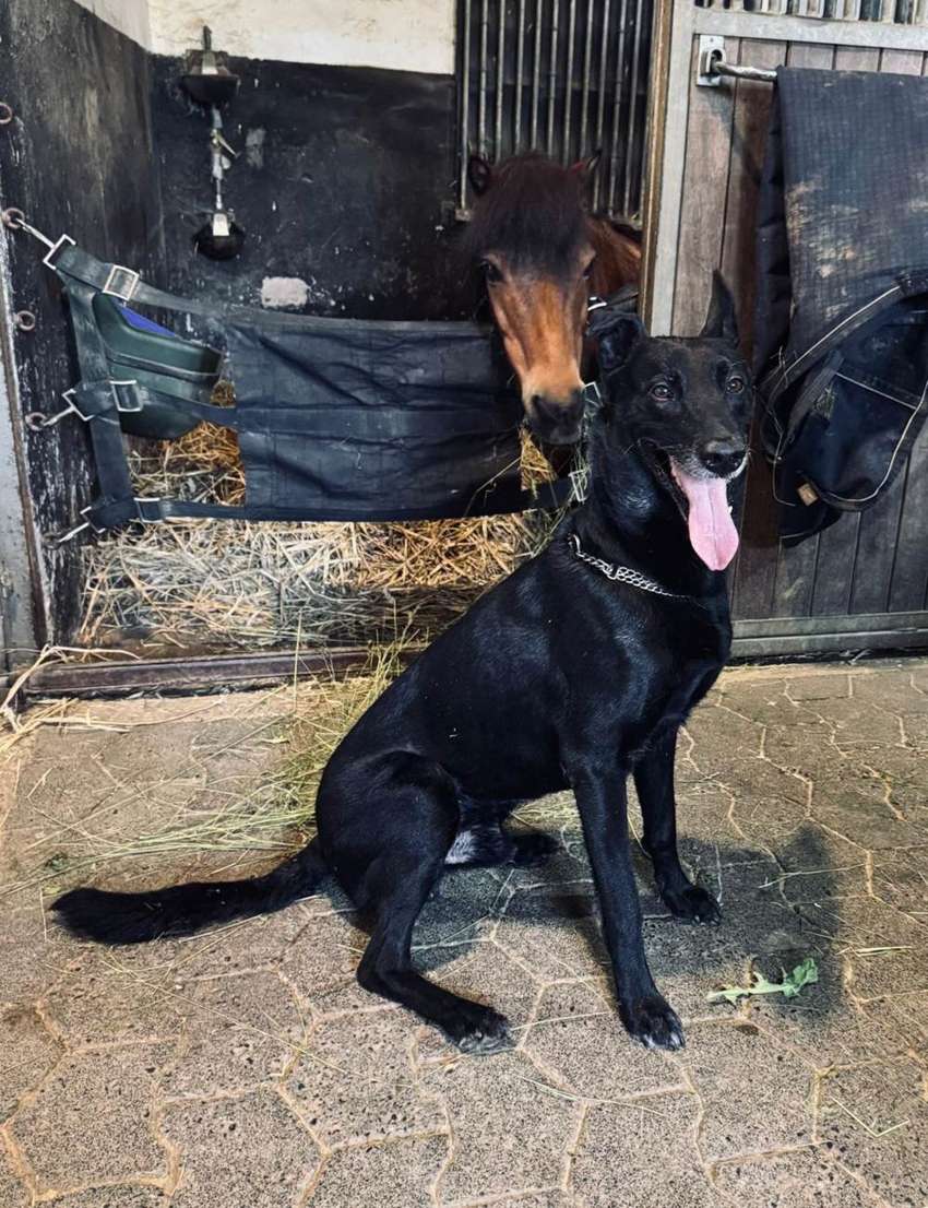 Hund gibt auf ein Handzeichen die Pfote