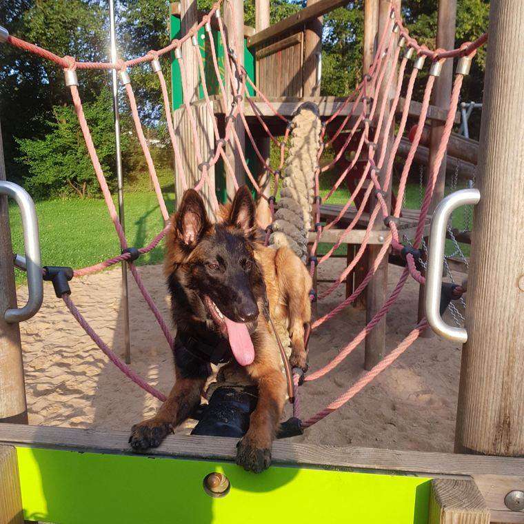 Welpe auf einem Spielplatz-Klettergerüst