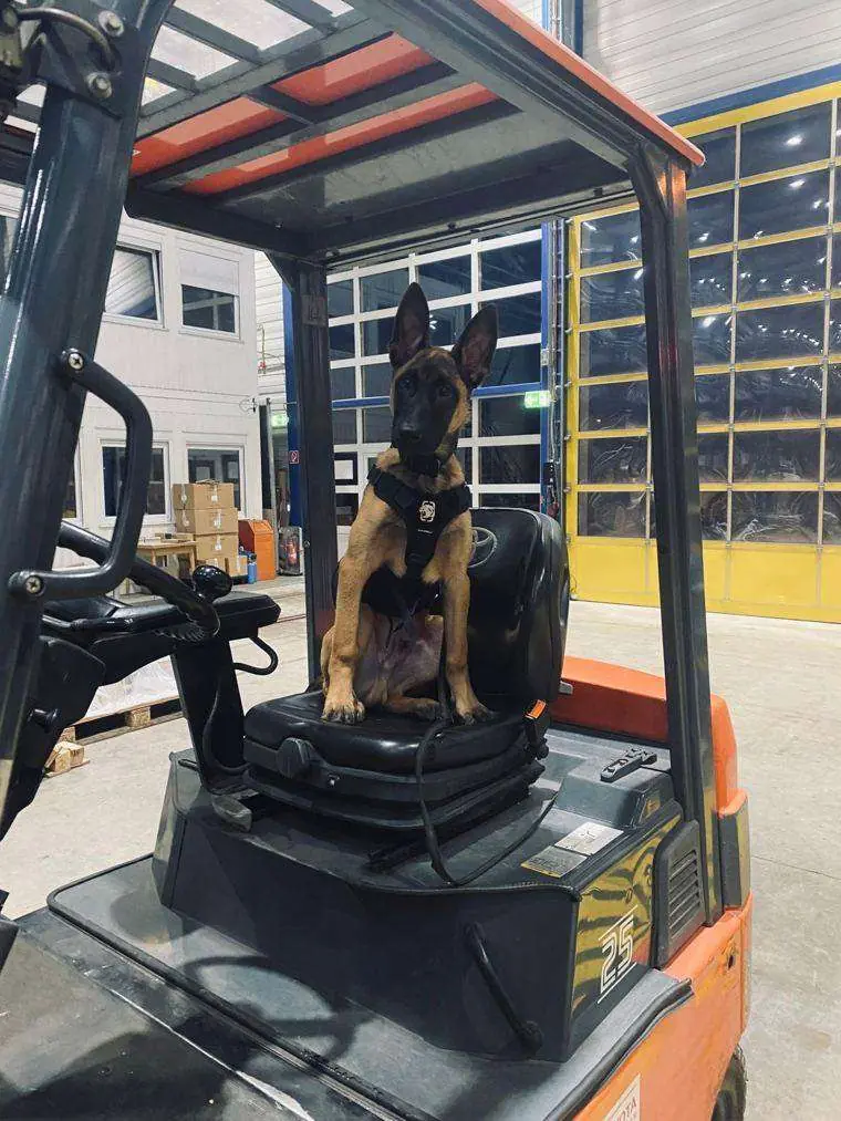 Malinois auf einem Gabelstapler
