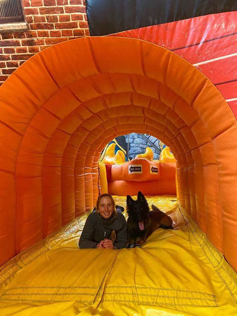 Hund in einem Spieltunnel