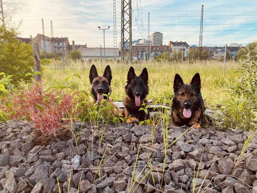 Drei Hunde von Janina sitzen nebeneinander