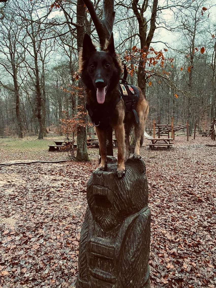 Malinois steht souverän auf einem Baumstamm im Wald
