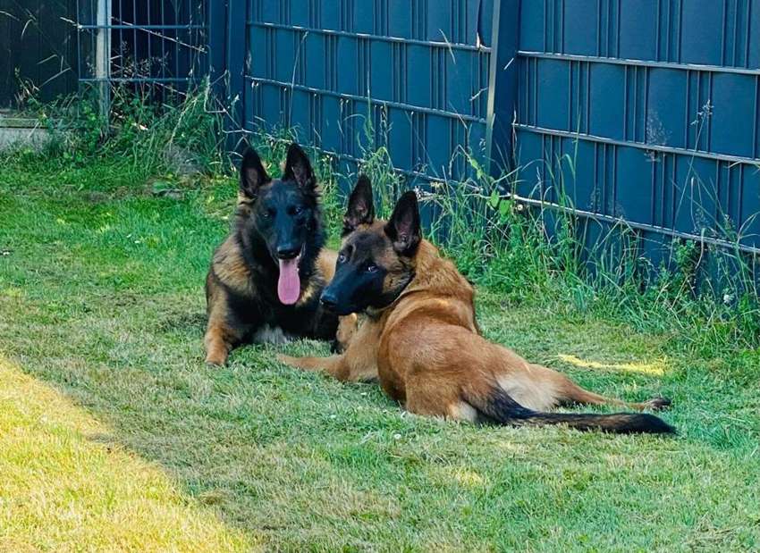 Zwei Hunde liegen entspannt nebeneinander