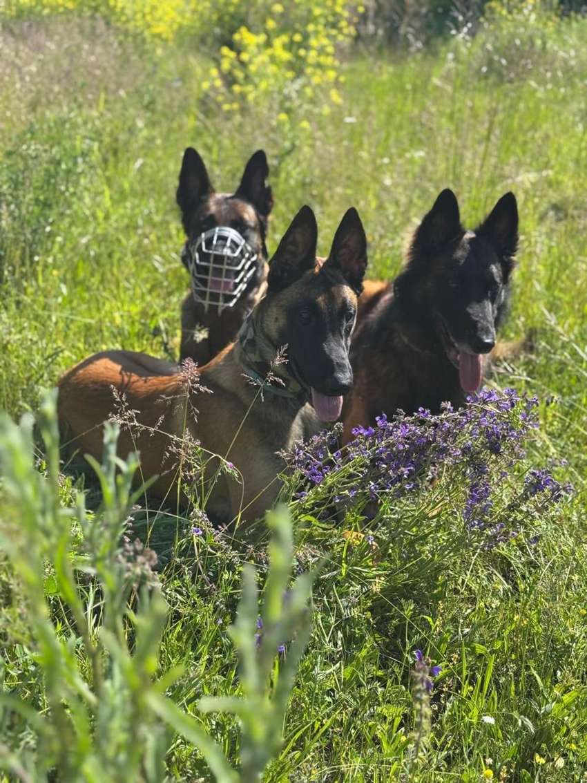 Vier Malinois-Diensthunde sitzen in einer Wiese